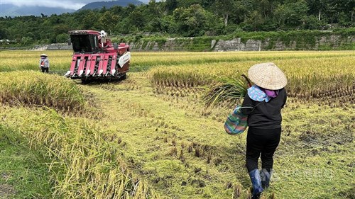 10月下旬の「異例台風」　コメ農家、収穫急ぐ／台湾