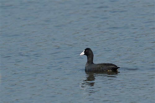 都市部の人工湿地に渡り鳥「オオバン」が飛来　黒い体に白いくちばし　台湾・新北