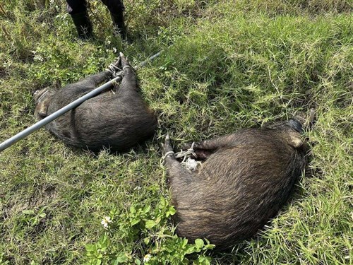 イノシシが畑のトウモロコシを食い荒らす　政府に「問題正視を」＝苗栗の栽培農家