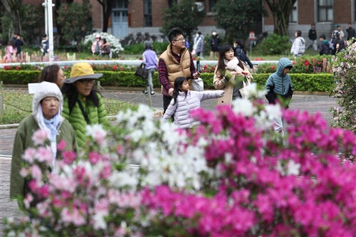 台北の台湾大学でツツジ祭り　3月末まで　一般市民の姿も