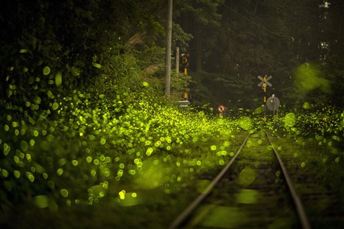 嘉義県でホタルの観賞シーズン、幻想的な光景広がる／台湾