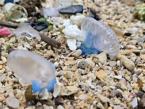 北部の潮間帯にカツオノエボシ漂着　見た目美しくも猛毒持つ危険生物