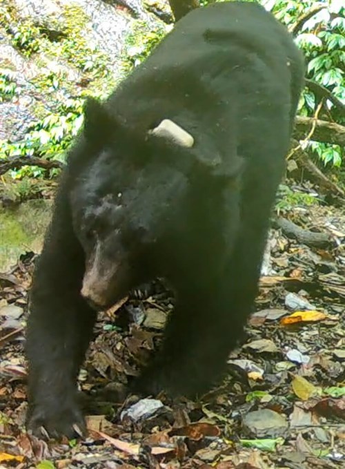 クマがペットの犬襲う  捕獲隊のメンバーが発砲し捕まえる／台湾