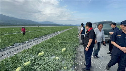 花蓮県でスイカの収穫シーズン　警察が陸と空から盗難対策／台湾