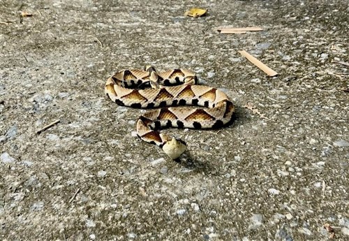 台湾・台東県　ヘビにかまれる被害今年5件　県政府が注意呼びかけ