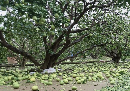台風4号 台湾の農林畜水産被害、80億円超に 農産物の被害大きく
