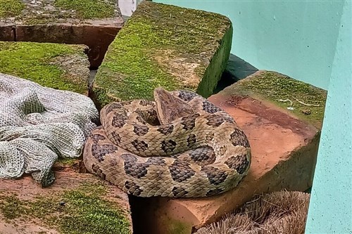 渦巻き状に巻くヘビに危うくかまれる　巻かれたロープと勘違い／台湾・新北市
