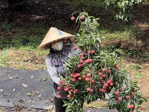 台湾産ライチの収穫作業、今期の終了目前　農家「チャンスを逃さないで」