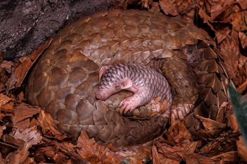 プラハ動物園で生まれた2頭目のミミセンザンコウの赤ちゃん、満1歳　繁殖のため台湾から貸与