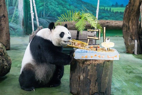 パンダの「円円」21歳に　特製ケーキを竹から食べ始める　台北市立動物園「摂生してるね」