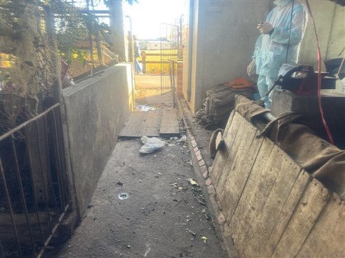台中の養豚場でアフリカ豚熱 感染拡大は確認されず/台湾