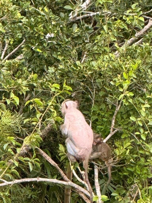 脱毛による白いサル出現、皮膚病の疑い　台東県政府「近づかないで」