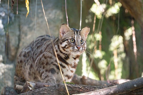 台北市立動物園に新入り登場　タイワンヤマネコ3匹　けがで収容された個体