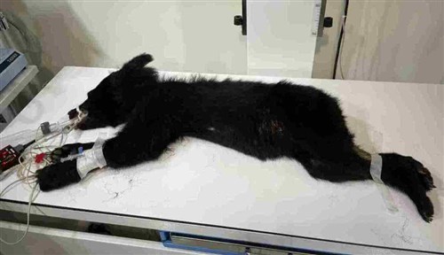 花蓮県の山村にツキノワグマ　初めて出没　栄養不良で処置受ける／台湾