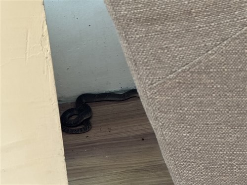 台中市の図書館にコブラ 来館者が足かまれる 血清投与し容体安定/台湾