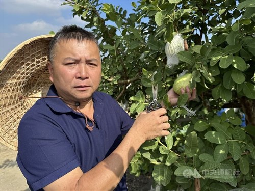 台湾・彰化のグアバ不作 価格も高騰 悪天候が影響か