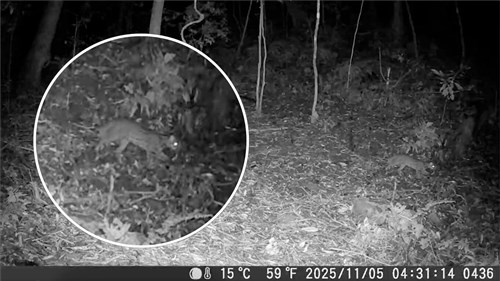 タイワンヤマネコ、阿里山で31年ぶりに観察　クマ用カメラが捉える／台湾