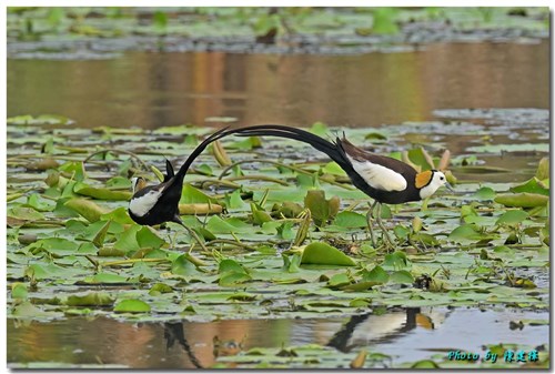 浮葉植物の上を歩く珍鳥、レンカクの姿が再び　生息環境再生の取りみに手応え＝林保署