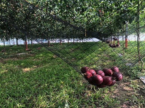 パッションフルーツの意外な収穫方法 高雄農業改良場が「果物の雑学」紹介/台湾