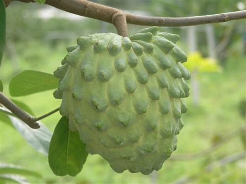 バンレイシやアテモヤが旬　生産量は昨年比47％増の見込み／台湾