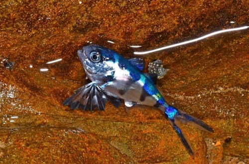 珍しい魚「エボシダイ」基隆の潮間帯に　共生する電気クラゲと確認「猛毒コンビ」