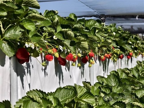 今年もイチゴの季節到来　苗栗県大湖でイチゴ祭り　発酵ドリンクなどの新商品も