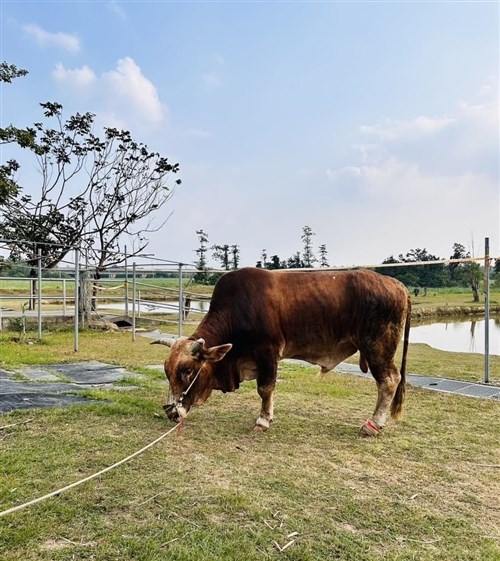 虐待された南投県の黄牛、台南市の収容施設で新生活を展開　雄で約10歳