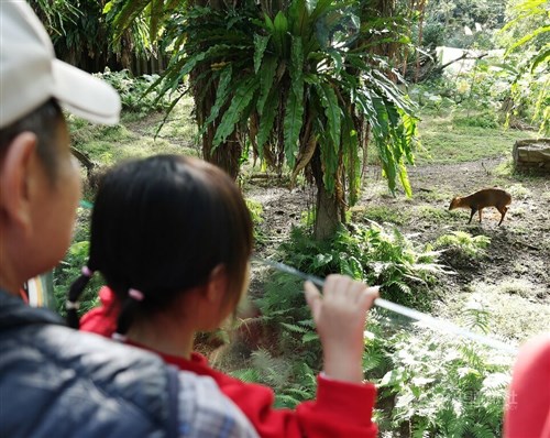 野生のキョン、台北動物園に迷い込む　自然に返される／台湾