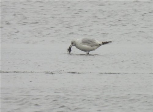 台南にゴビズキンカモメが飛来　台湾での記録は5例目