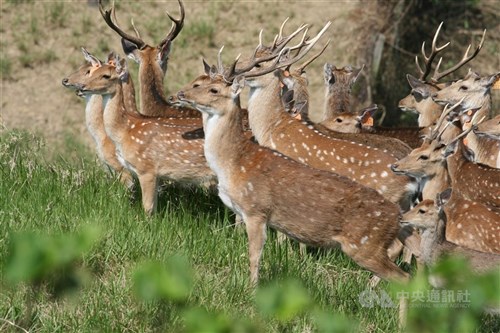 墾丁国家公園でタイワンジカ増えすぎ　ハンターを養成、捕獲し個体数管理へ／台湾