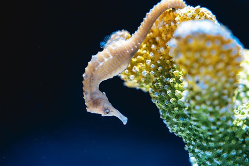 干支にちなみ「海馬」タツノオトシゴ特別展　台中海洋館で／台湾