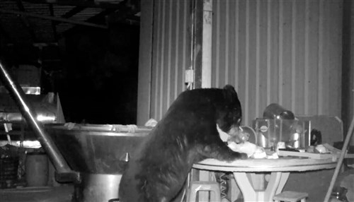 クマの出没、阿里山の集落近くで相次ぐ　箱わな設置し捕獲へ／台湾