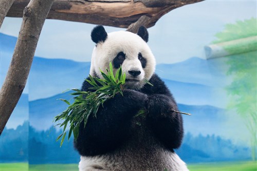 パンダの円仔、2年に1回の健康診断　台北市立動物園「健康優良児」／台湾