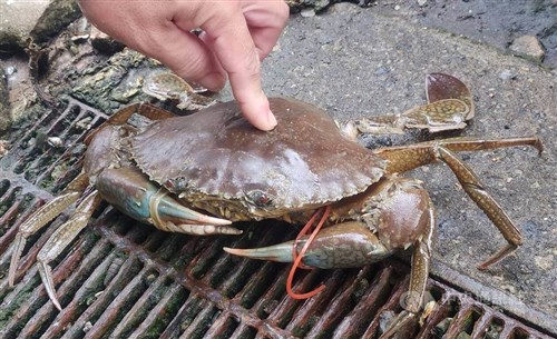 澎湖の潮間帯でノコギリガザミ捕獲　重さ1.2キロ　漁師「バトルしてやっと征服」