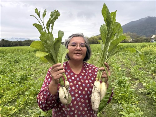 せき止め湖溢水で被害深刻な花蓮、一部被災地で農業再開　ダイコンなどを収穫