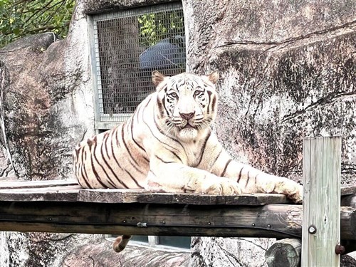 高雄寿山動物園のホワイトタイガー「昭海」死ぬ　人間なら90歳／台湾