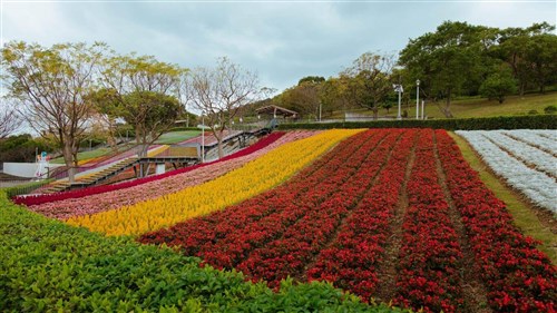 もうすぐ3連休　山の斜面に沿って花畑一面に　台北・北投社三層崎公園／台湾