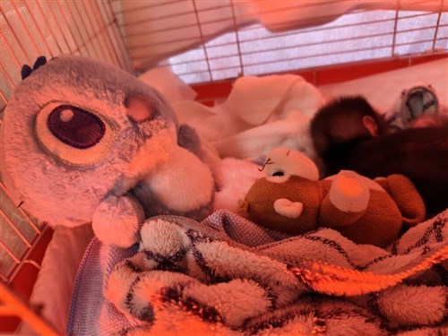 高雄の動物園、子ザルを保護　ぬいぐるみで安心感与える／台湾