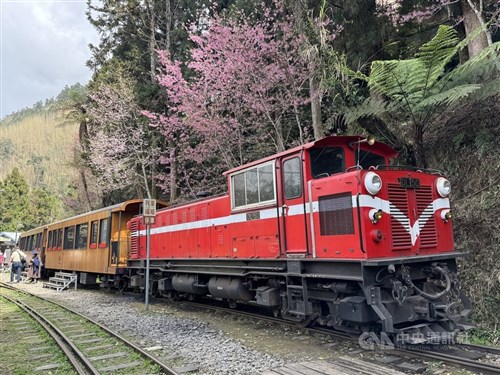 花見スポットの阿里山、10日からフラワーフェスティバル　カンヒザクラなどが開花