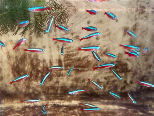 人気観賞魚の「カージナルテトラ」　人工繁殖に成功＝水産試験所／台湾