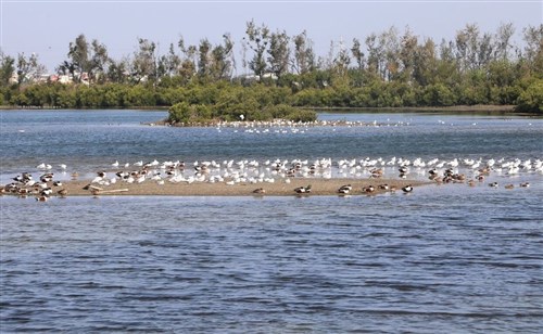 台湾南部・布袋湿地に多くの渡り鳥　観賞シーズン4月まで