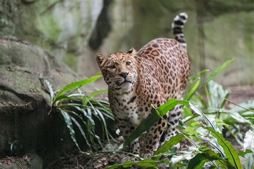 台北市立動物園のヒョウ　「花郎」が死ぬ　18歳／台湾