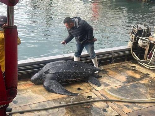 宜蘭の定置網に世界最大の海亀「オサガメ」　漁網の摘出手術後に命落とす／台湾