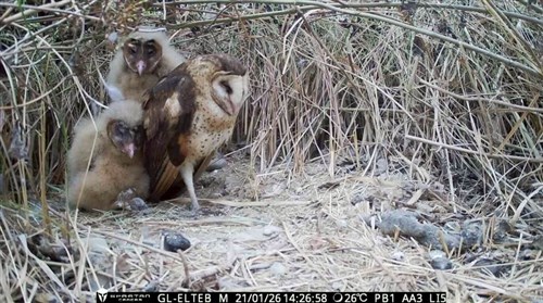 屏東県、チガヤ植栽　ヒガシメンフクロウ絶滅防止へ　生息に適した植物