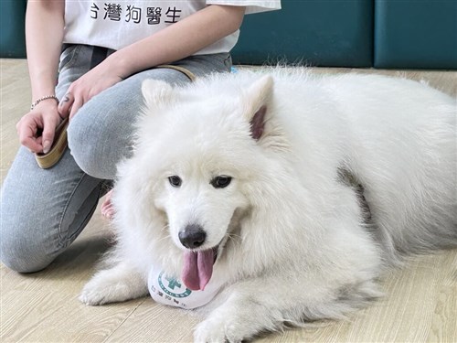 新北市の図書館、犬が読書に寄り添うサービス 特別支援学級の児童に提供/台湾
