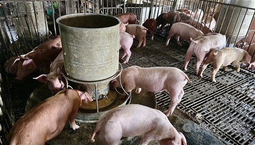 WOAH、台湾のアフリカ豚熱自己清浄国宣言を承認　申請から1カ月余りで