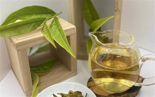 茶改良場、高い機能性持つ新種の「GABAウーロン茶」開発／台湾