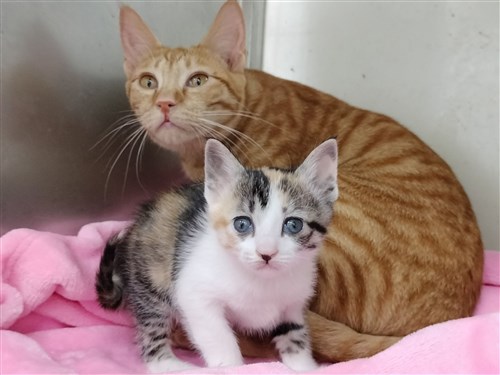 新北市の路上で救助された猫、翌日に出産　人々の助けで命つなぐ／台湾