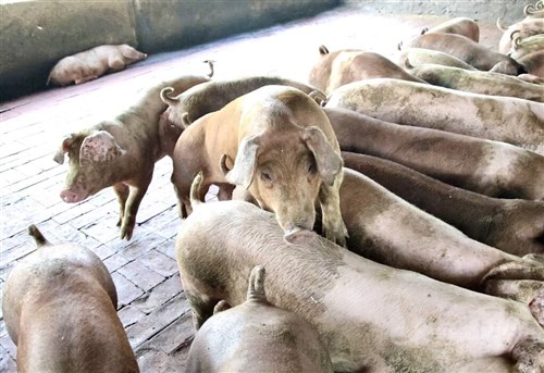 台湾、豚肉のフィリピン向け輸出を再開へ　5月14日から