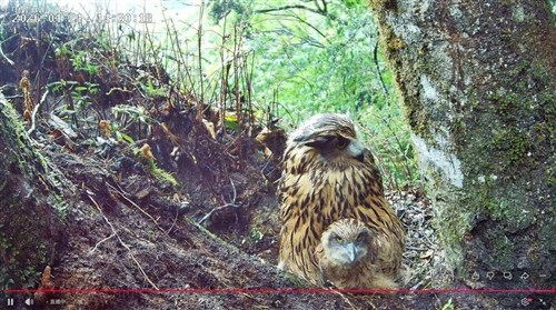 高山型国家公園でウオミミズク子育て　標高1800メートルでひな2羽　24時間配信も